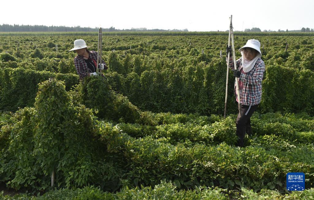 2018白菜彩金大全